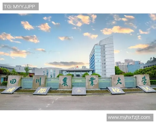 武汉排球队的整体压制革新之路与未来发展展望